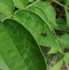 Eretmocera impactella