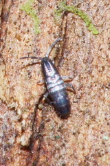 Lepidophorellinae