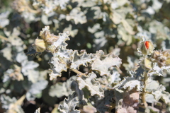 Sphaeralcea endlichii