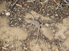 Sceloporus graciosus graciosus