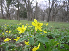 Anemonoides ranunculoides