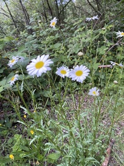 Leucanthemum