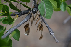 Fraxinus dipetala