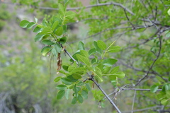 Fraxinus dipetala