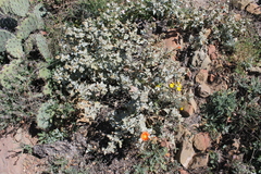 Sphaeralcea endlichii