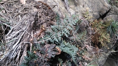 Paragymnopteris marantae marantae