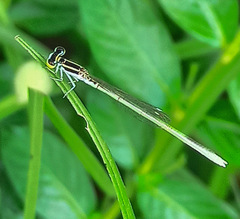 Agriocnemis lacteola