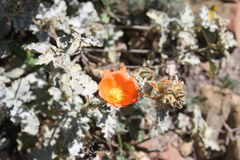Sphaeralcea endlichii