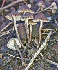 Mycena atrata
