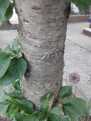 Prunus