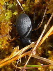 Carabus taedatus