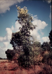 Grevillea parallela