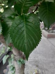 Prunus