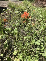 Castilleja hispida
