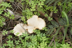 Singerocybe clitocyboides
