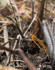 Apterobittacus apterus