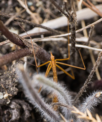 Apterobittacus apterus