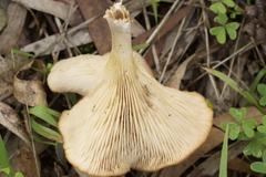 Singerocybe clitocyboides