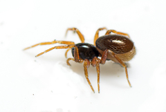 Pelicinus