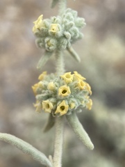 Buddleja utahensis