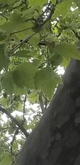 Platanus × hispanica