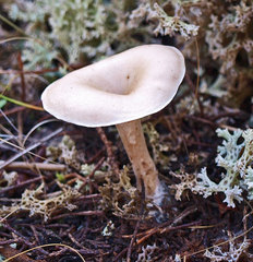 Singerocybe clitocyboides
