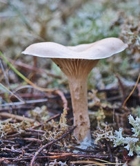 Singerocybe clitocyboides