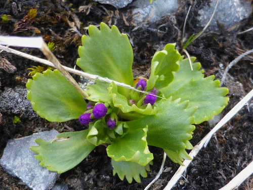 Wedge-leaf Primrose