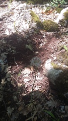 Allium decipiens quercetorum