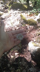 Allium decipiens quercetorum