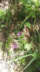 Geranium asphodeloides