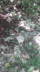 Allium decipiens quercetorum