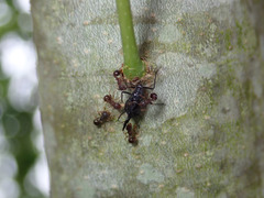 Pristomyrmex punctatus