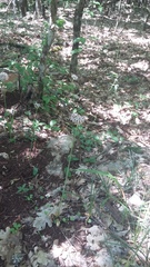 Allium decipiens quercetorum