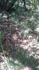 Himantoglossum comperianum