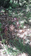 Himantoglossum comperianum