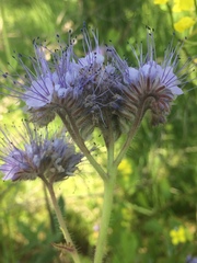 Phacelia tanacetifolia