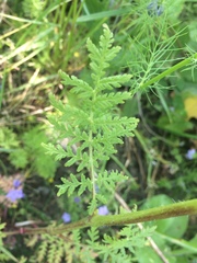 Phacelia tanacetifolia
