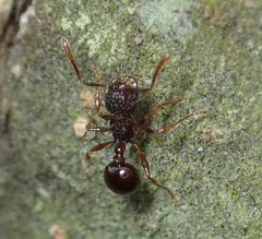 Pristomyrmex punctatus