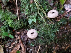 Lycoperdon compactum