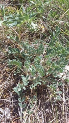 Astragalus rupifragus
