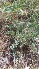 Astragalus rupifragus