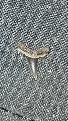 Lamniformes