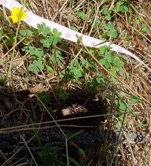 Oxalis