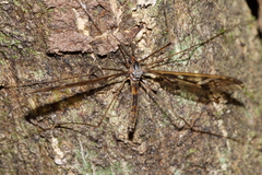 Leptotarsus binotatus
