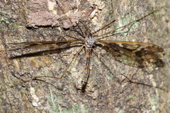 Leptotarsus binotatus