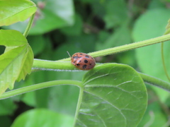 Ogdoecosta catenulata