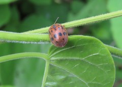 Ogdoecosta catenulata