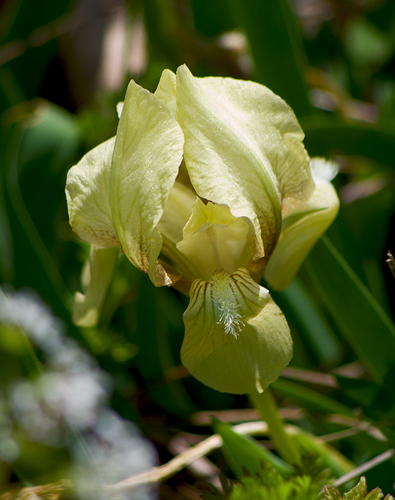Iris suaveolens, photograph 6