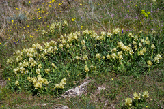 Iris suaveolens